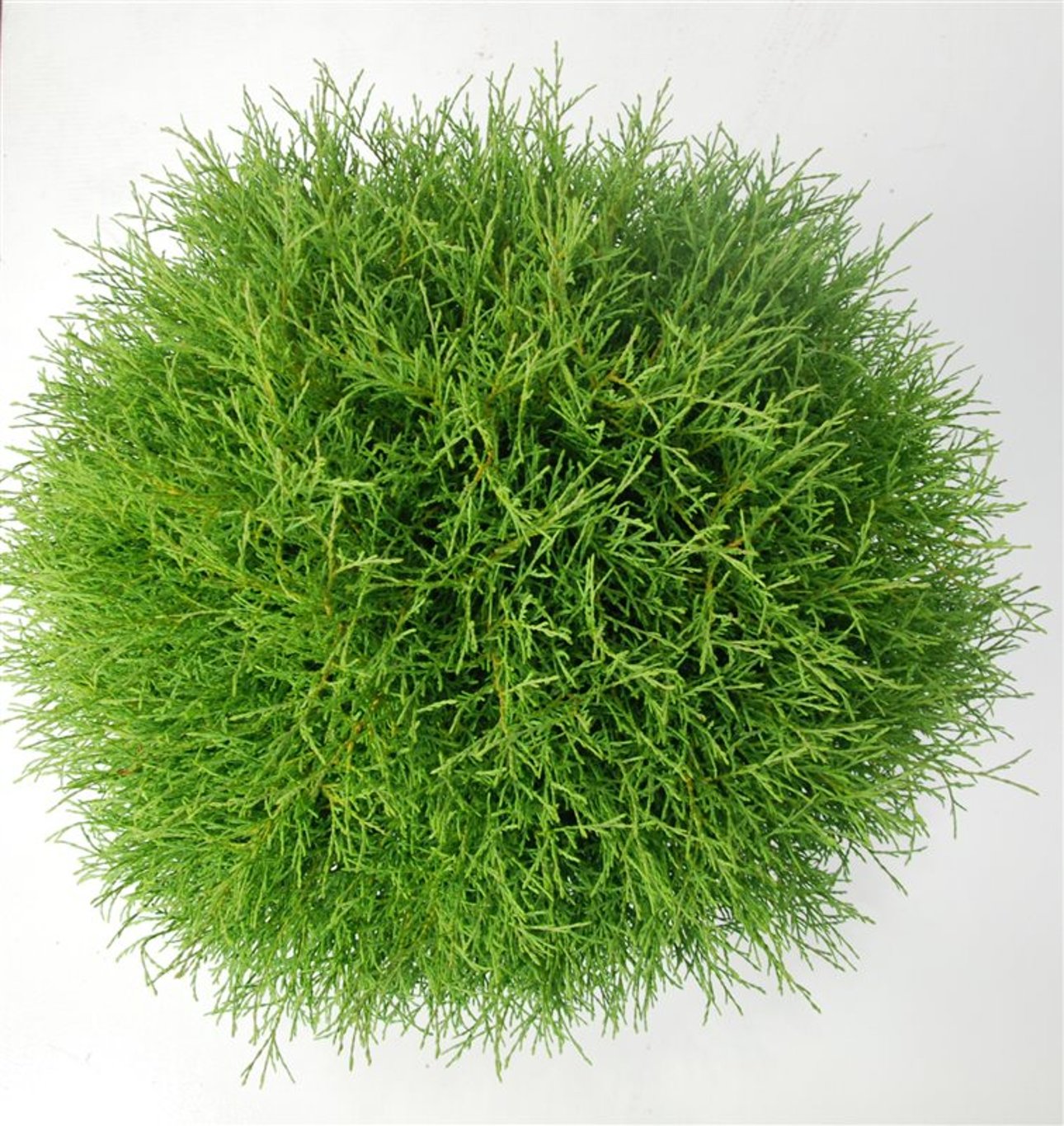 Thuja occ. 'Mr Bowling Ball' - C12 50-60 CM